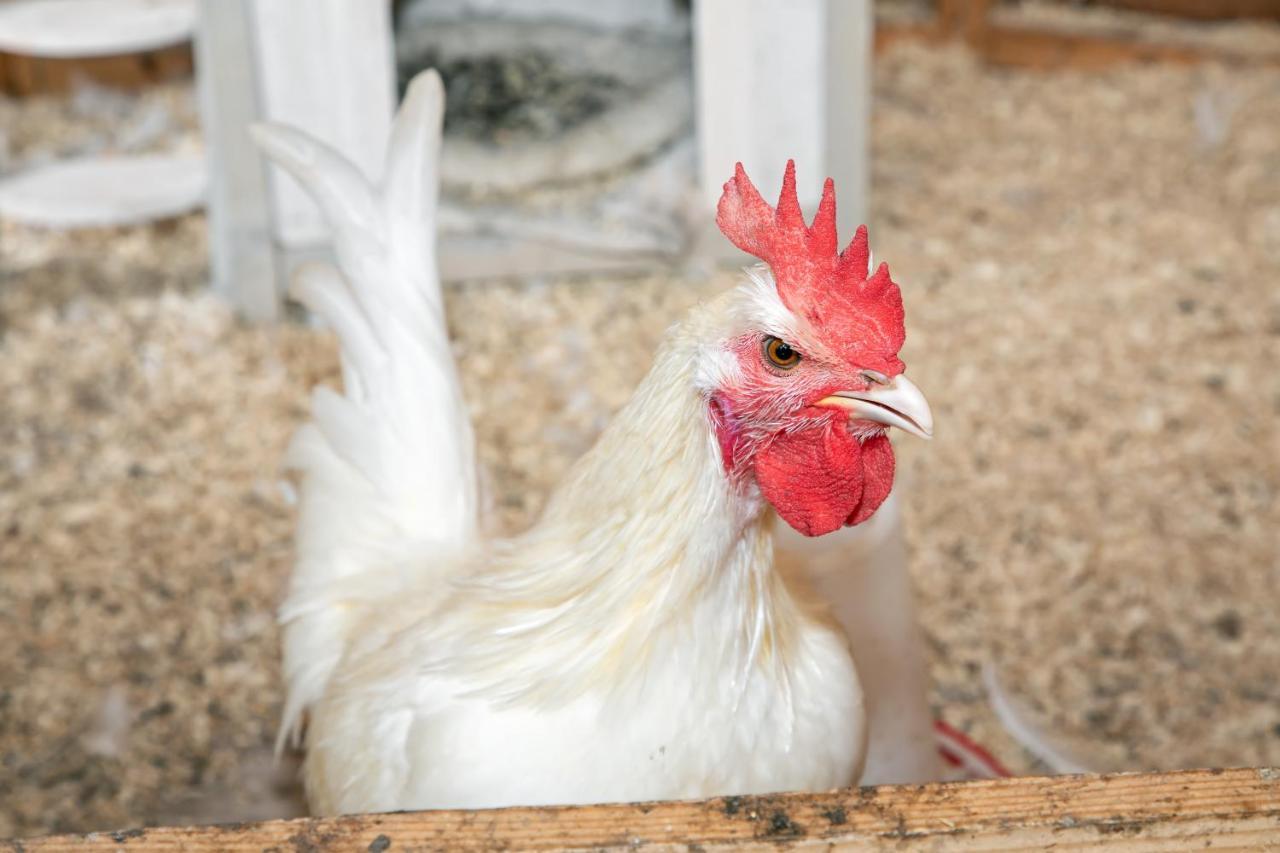 Eendrachtweg 4 De Cocksdorp  Buitenkant foto